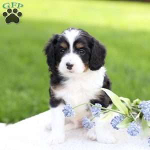 Laiken, Cavapoo Puppy